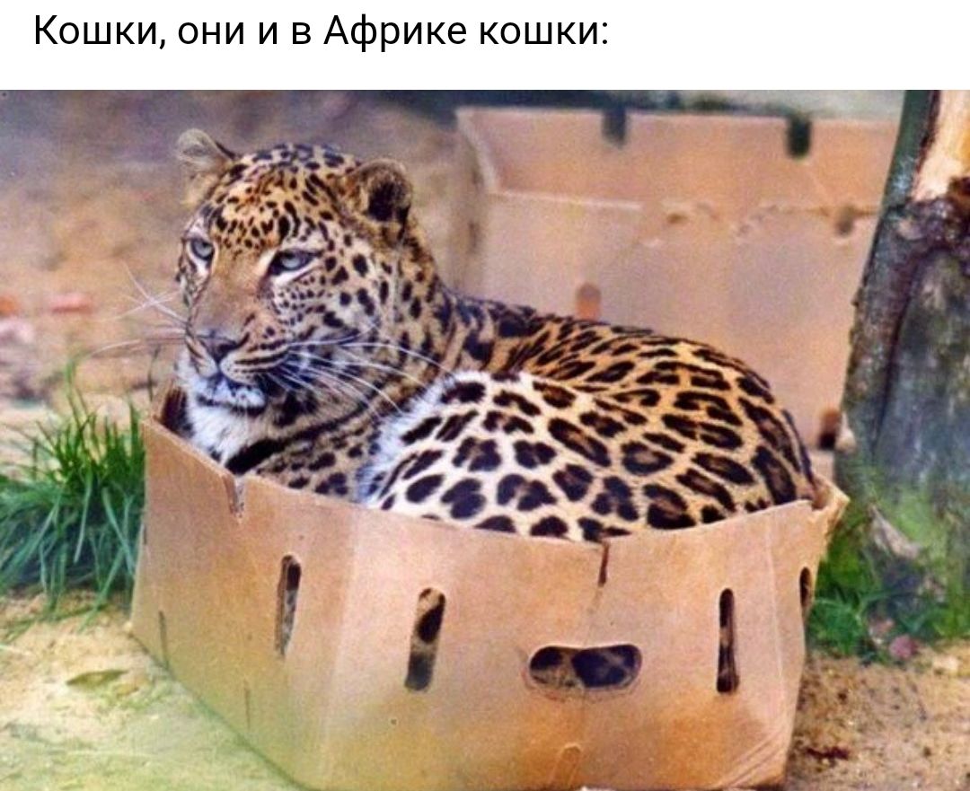 Кошки они и в Африке кошки