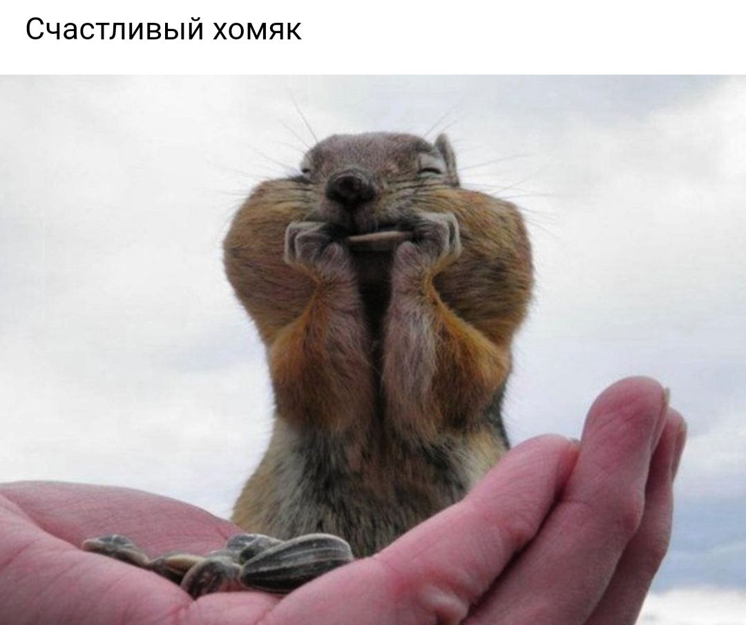 Счастливый хомяк