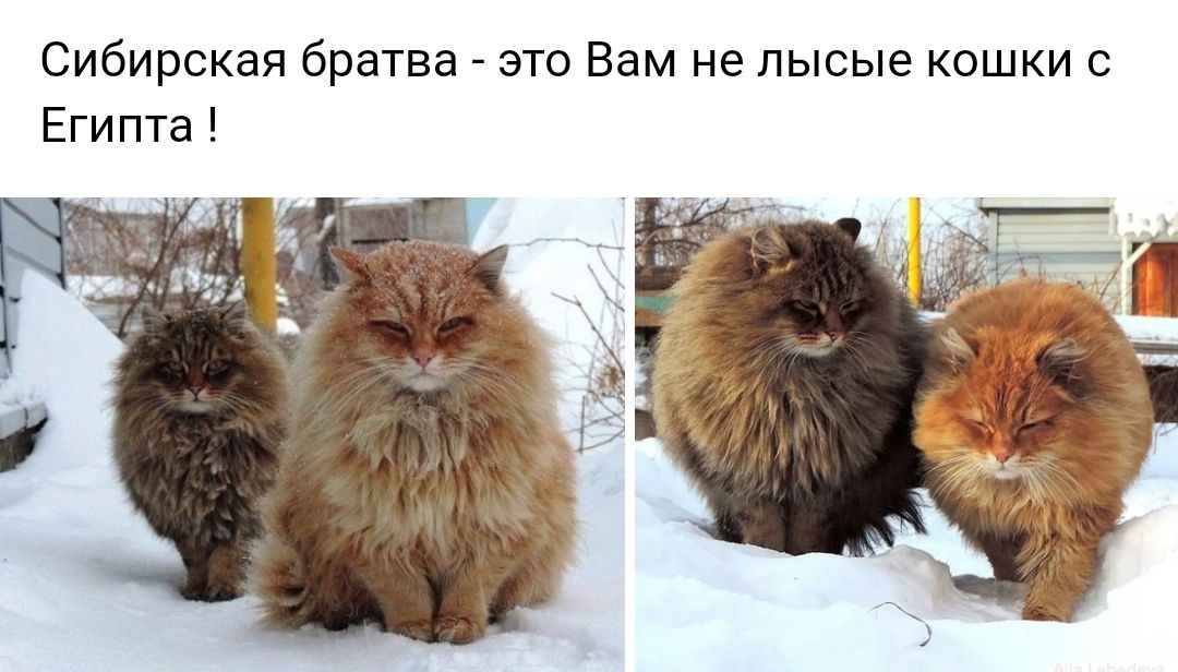 Сибирская братва это Вам не лысые кошки с Египта