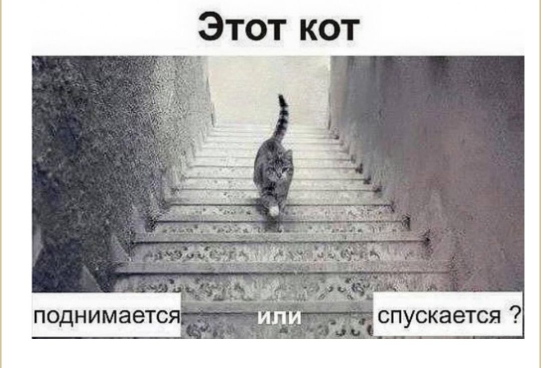 Этот кот