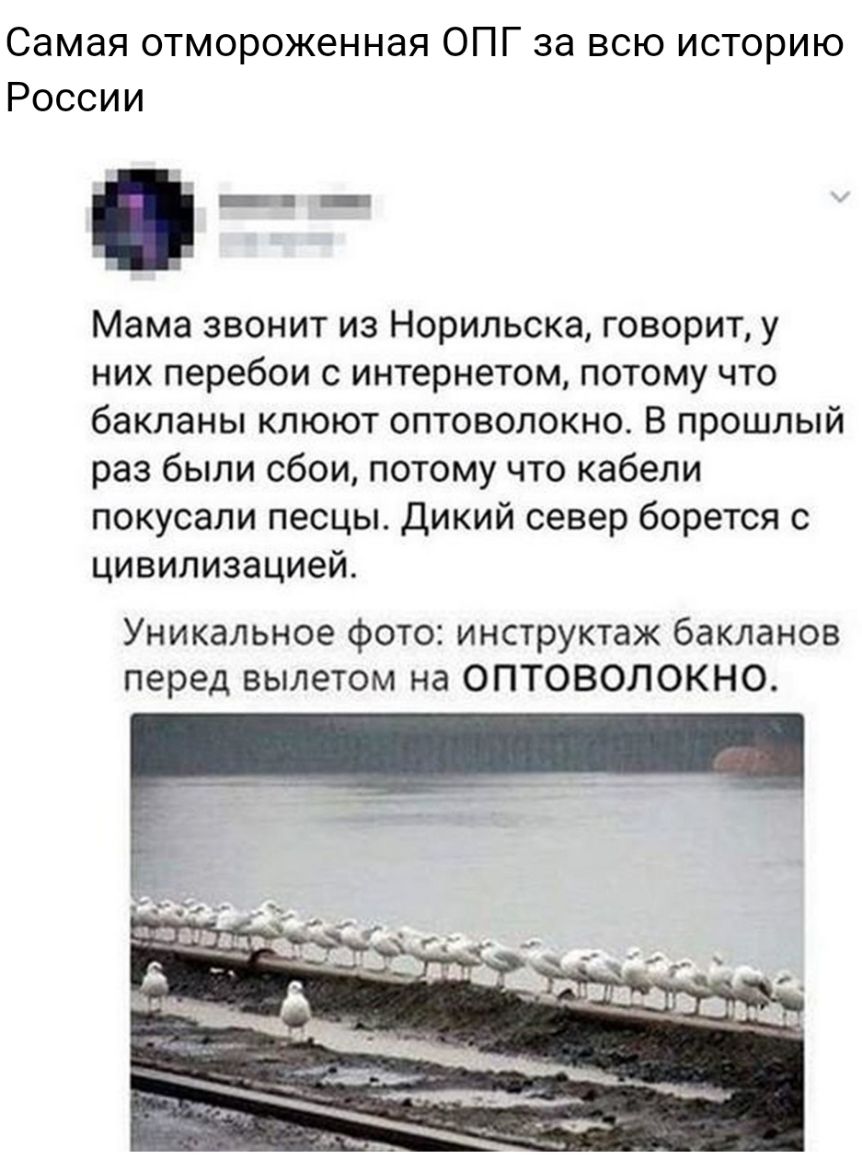 Самая отмороженная ОПГ за всю историю России _ п Мама звонит из Норильска говорит у них перебои с интернетом потому что бакланы клюют оптоволокно В прошлый раз были сбои потому что кабели покусали песцы Дикий север борется с цивилизацией Уникальное фото инструктаж бакланов перед вылетом на ОПТОВОЛОКНО