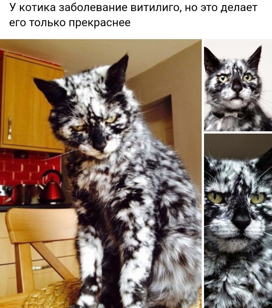 У КОТИКд заболевание ВИТИЛИГО НО ЭТО делает еГО ТОЛЬКО прекраснее