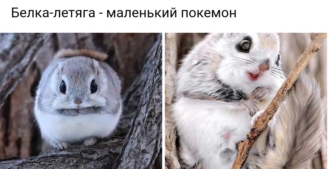 Белка летяга маленький покемон
