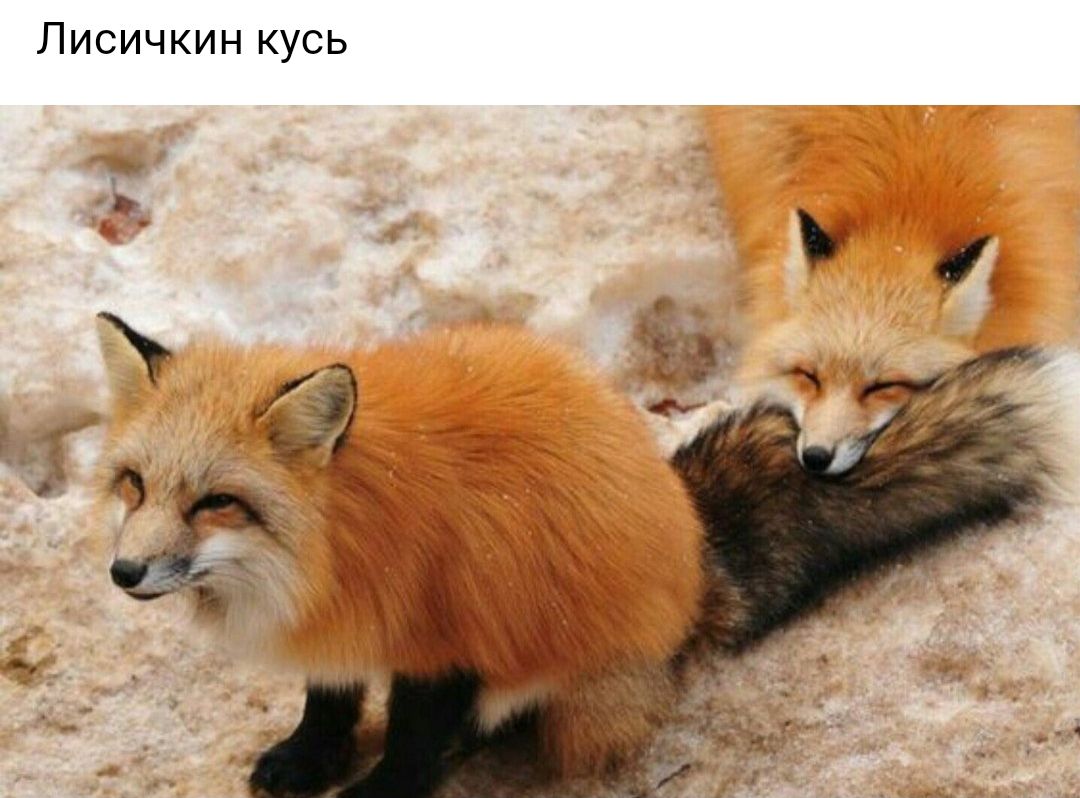 Лисичкин кусь Т