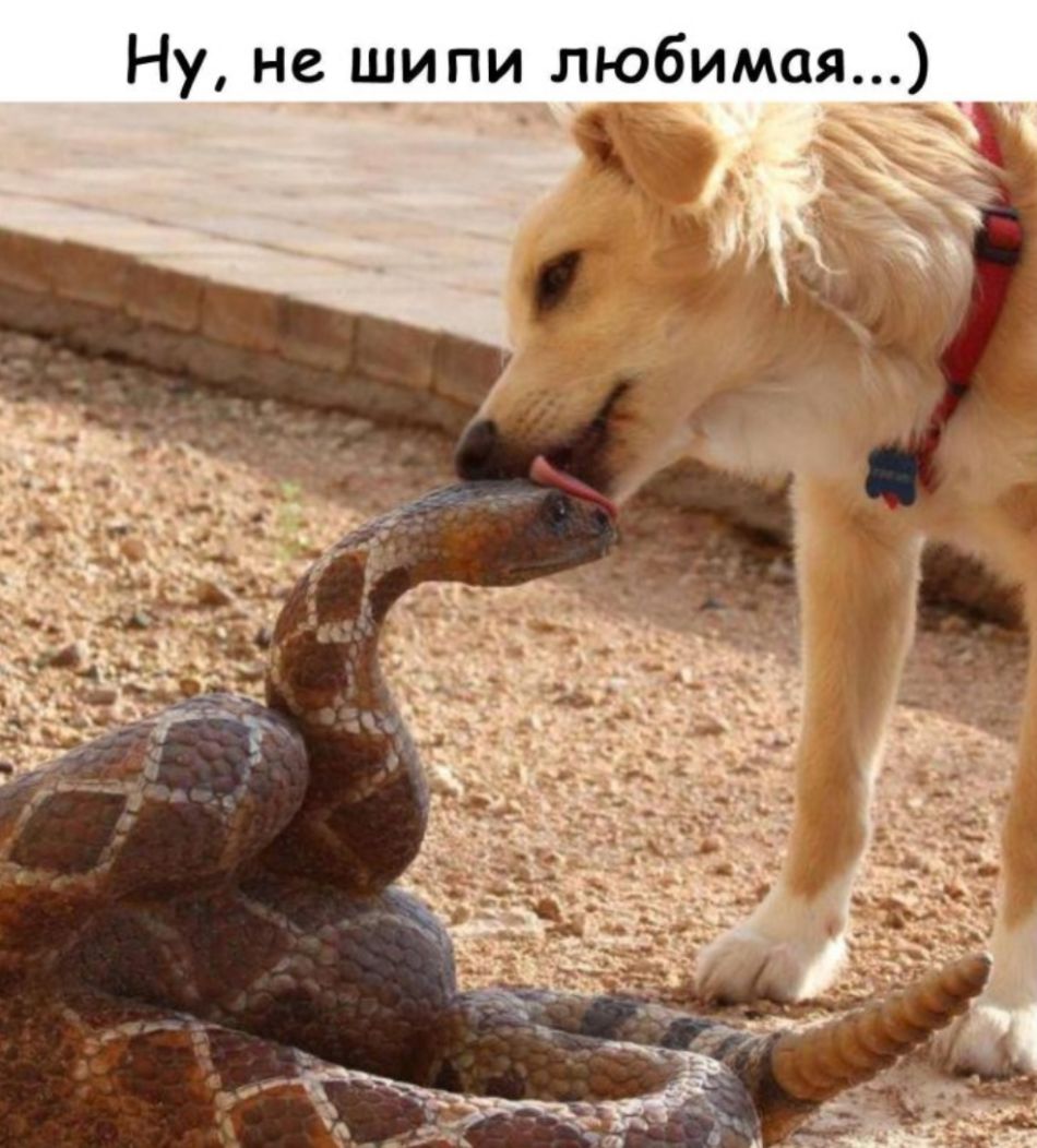 Ну не шипи любимая _ _