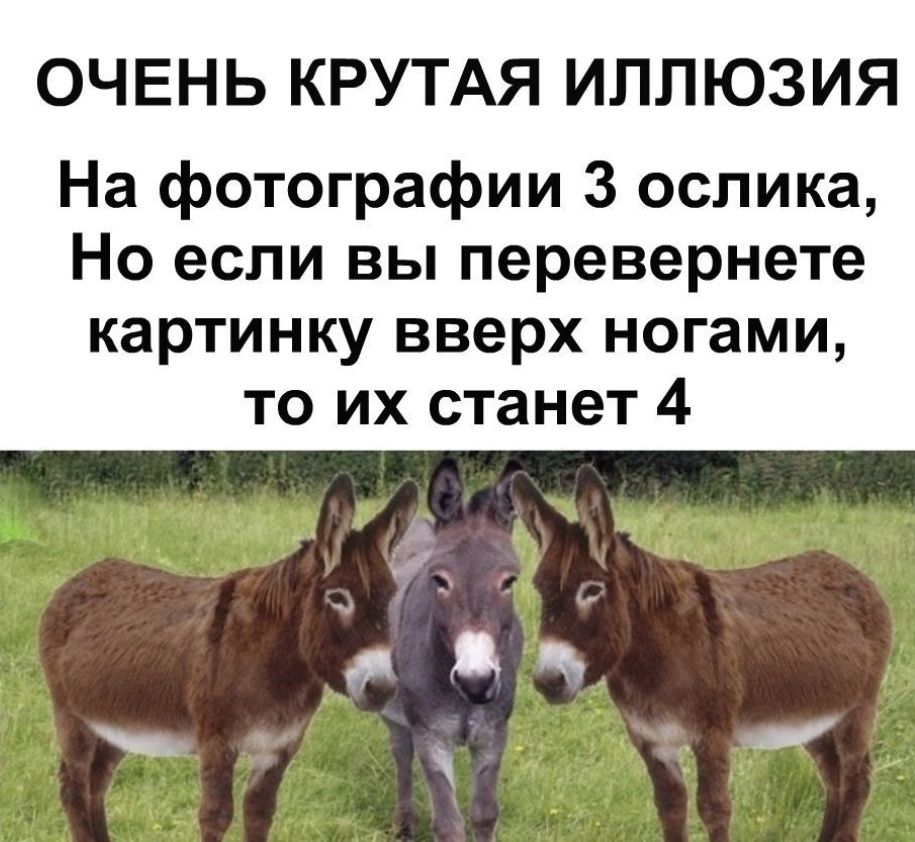 ОЧЕНЬ КРУТАЯ ИЛЛЮЗИЯ На фотографии 3 ослика Но если вы перевернете картинку вверх ногами то их станет 4