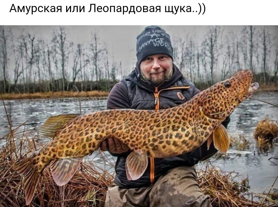 Амурская или Леопардовая щука