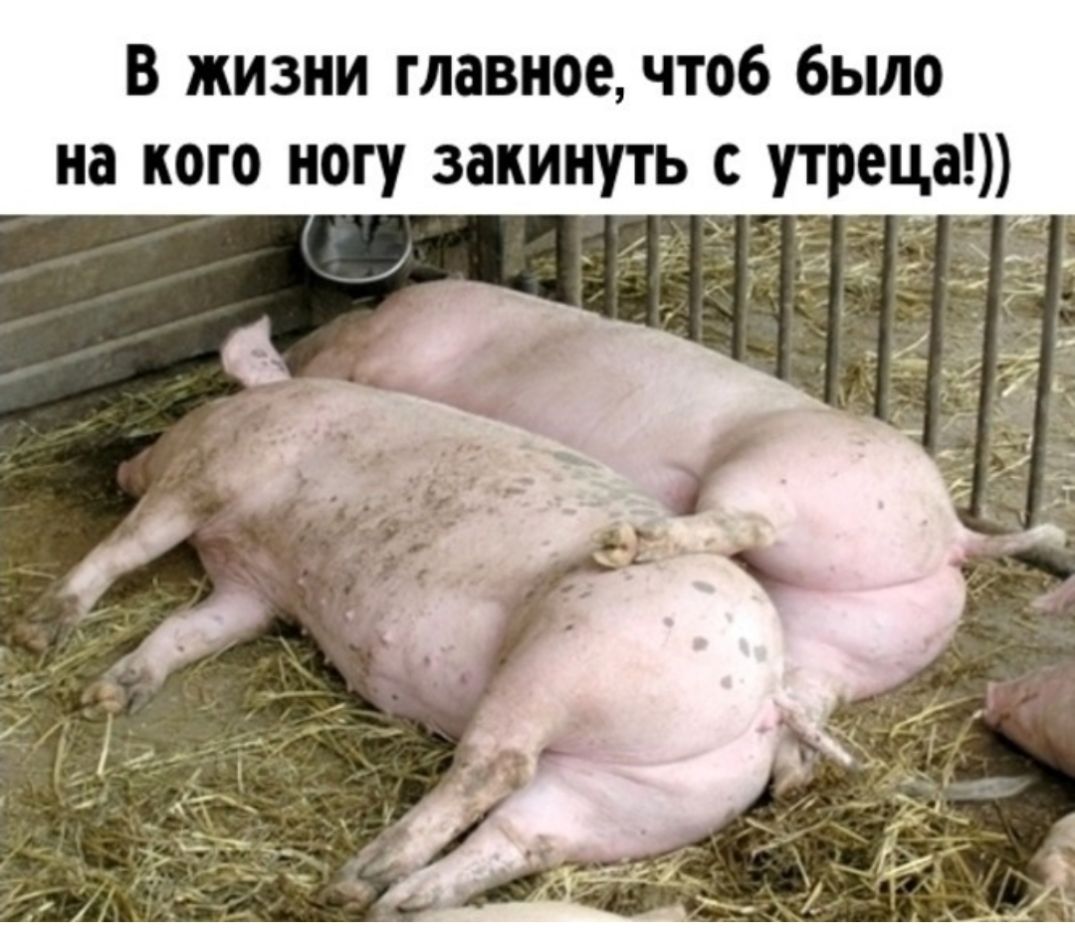 В жизни главное чтоб было на кого ногу закинуть с утреца _ _ ___
