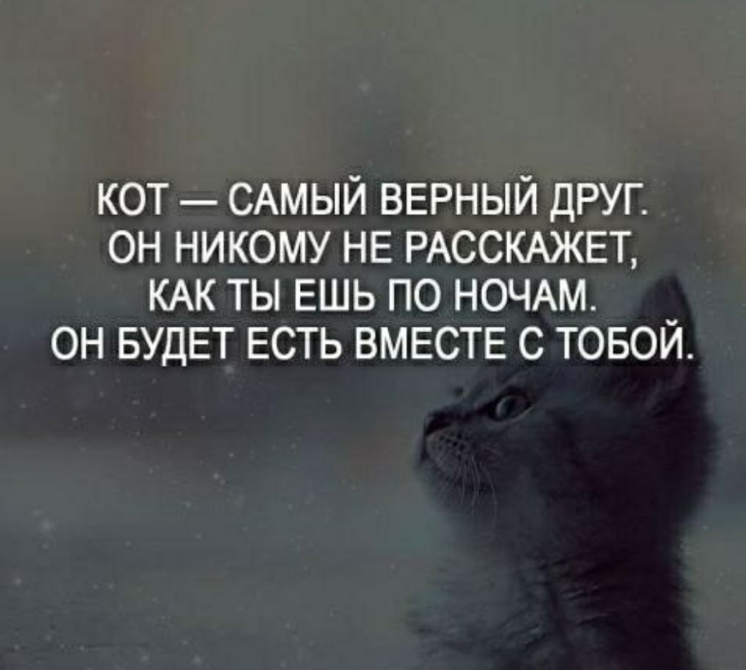кот САМЫЙ ВЕРНЫЙ друг он никому НЕ РАССКАЖЕТ КАК ты ешь по НОЧАМ он БУДЕТ ЕСТЬ ВМЕСТЕ с товой