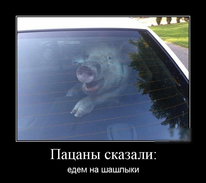 Пацаны сказали едем на шашлыки