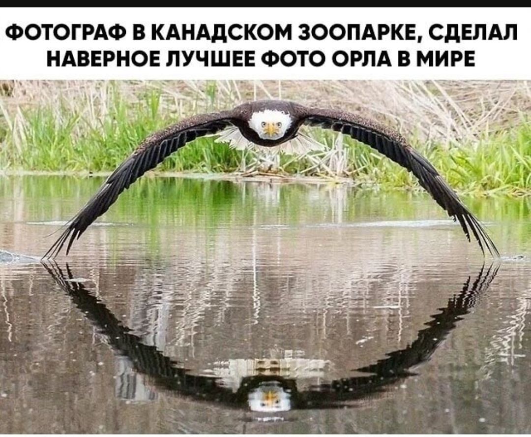 ФОТОГРАФ В КАНАДСКОМ ЗООПАРКЕ СДЕЛАЛ НАВЕРНОЕ ЛУЧШЕЕ ФОТО ОРЛА В МИРЕ