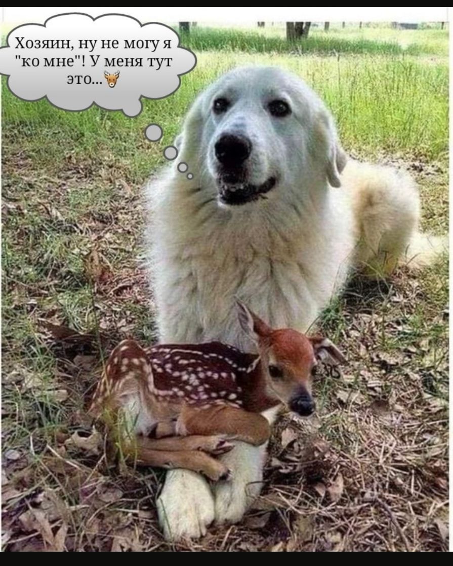 Хозяин ну не могу я а ко мне У меня тут это