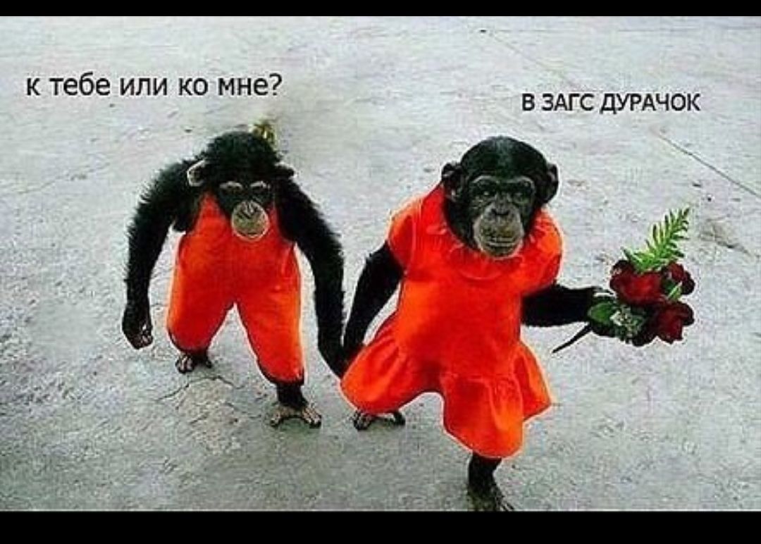 к тебе или ко мне В ЗАГС ДУРАЧОК