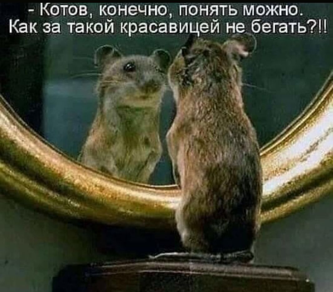 Котов конечно понять можно Как за такой красавицей не __бегать