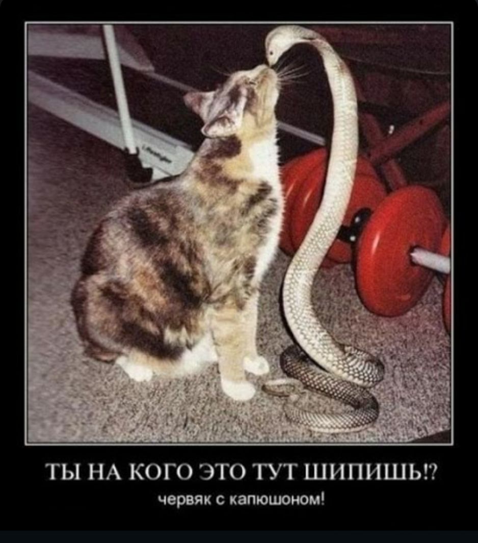 ТЫ НА КОГО ЭТО ТУТ ШИПИШЬГ червяк с капюшоном