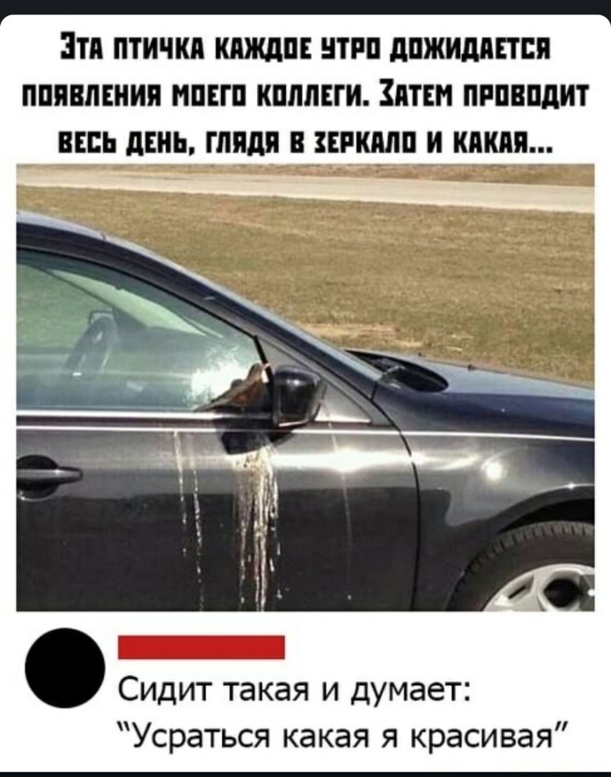 ати ПТИЧКП ТРП дПЖИдПЕТБП ПППВПЕНИЯ НПБП КШШЕГИ ТЕН ПРПВПдИТ ВЕСЬ ЛЕНЬ ГЛЯДЯ В ЗЕРКЩШ И кдкдя Сидит такая и думает Усраться какая я красивая
