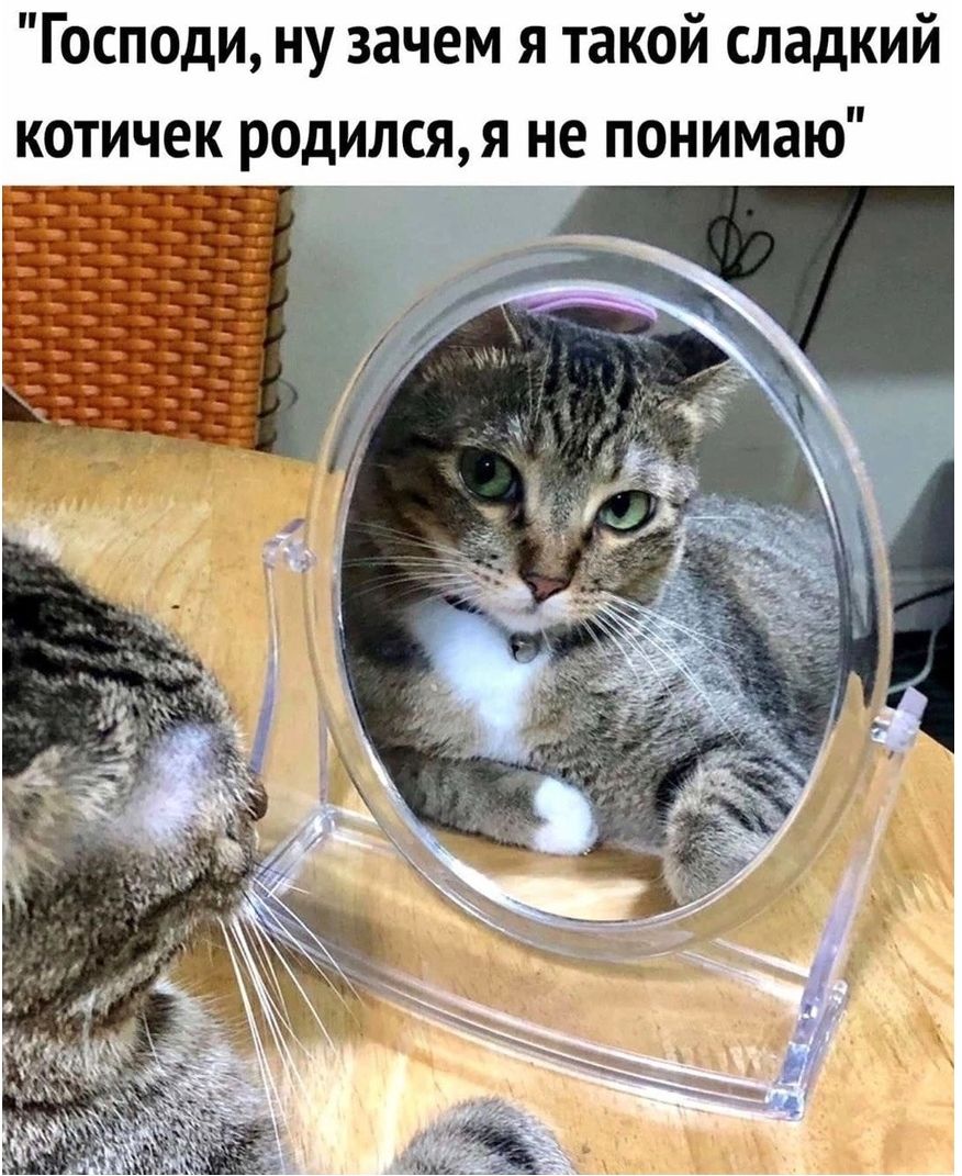 Господи ну зачем я такой сладкий котичек родилсяя не понимаю
