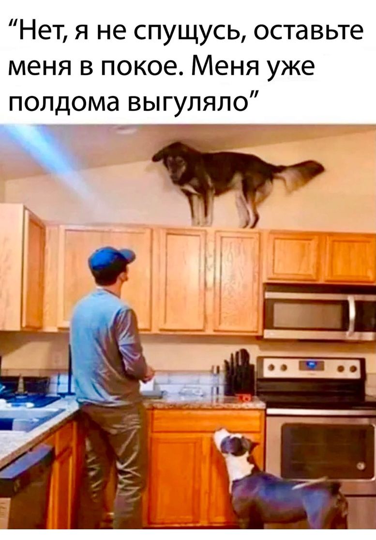Нет я не спущусь оставьте меня в покое Меня уже полдома выгуляло