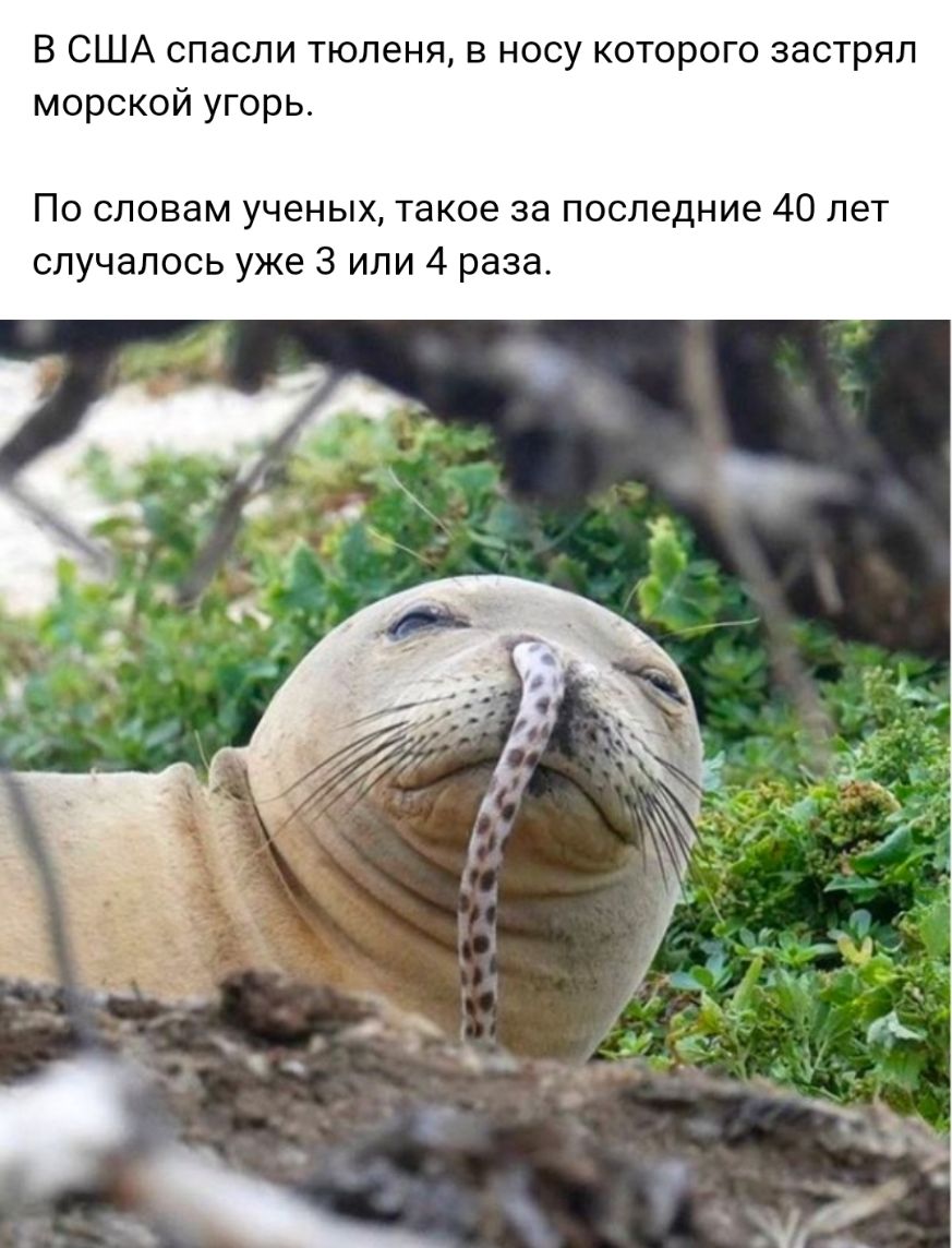 В США спасли тюленя в носу которого застрял морской угорь По словам ученых такое за последние 40 лет случалось уже 3 или 4 раза