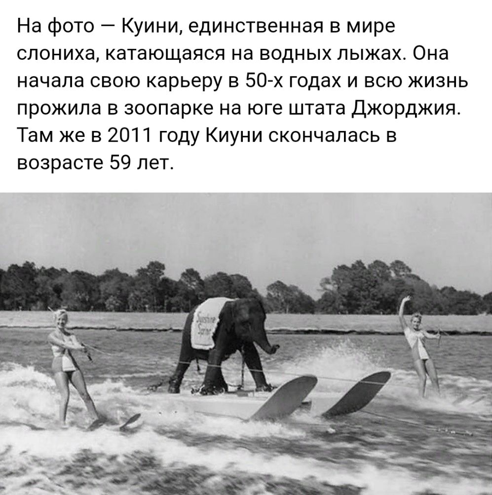 На фото Куини единственная в мире слониха катающаяся на водных лыжах Она начала свою карьеру в 50 х годах и всю жизнь прожила в зоопарке на юге штата Джорджия Там же в 2011 году Киуни скончалась в возрасте 59 лет