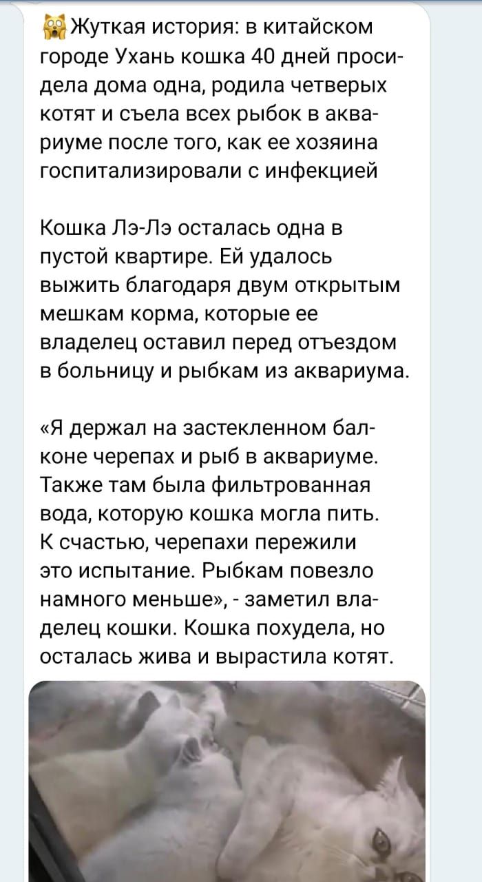 Жуткая история в китайском городе Ухань кошка 40 дней проси дела дома одна  родила четверых котят и съела всех рыбок в аква риуме после того как ее  хозяина госпитализировали с инфекцией Кошка