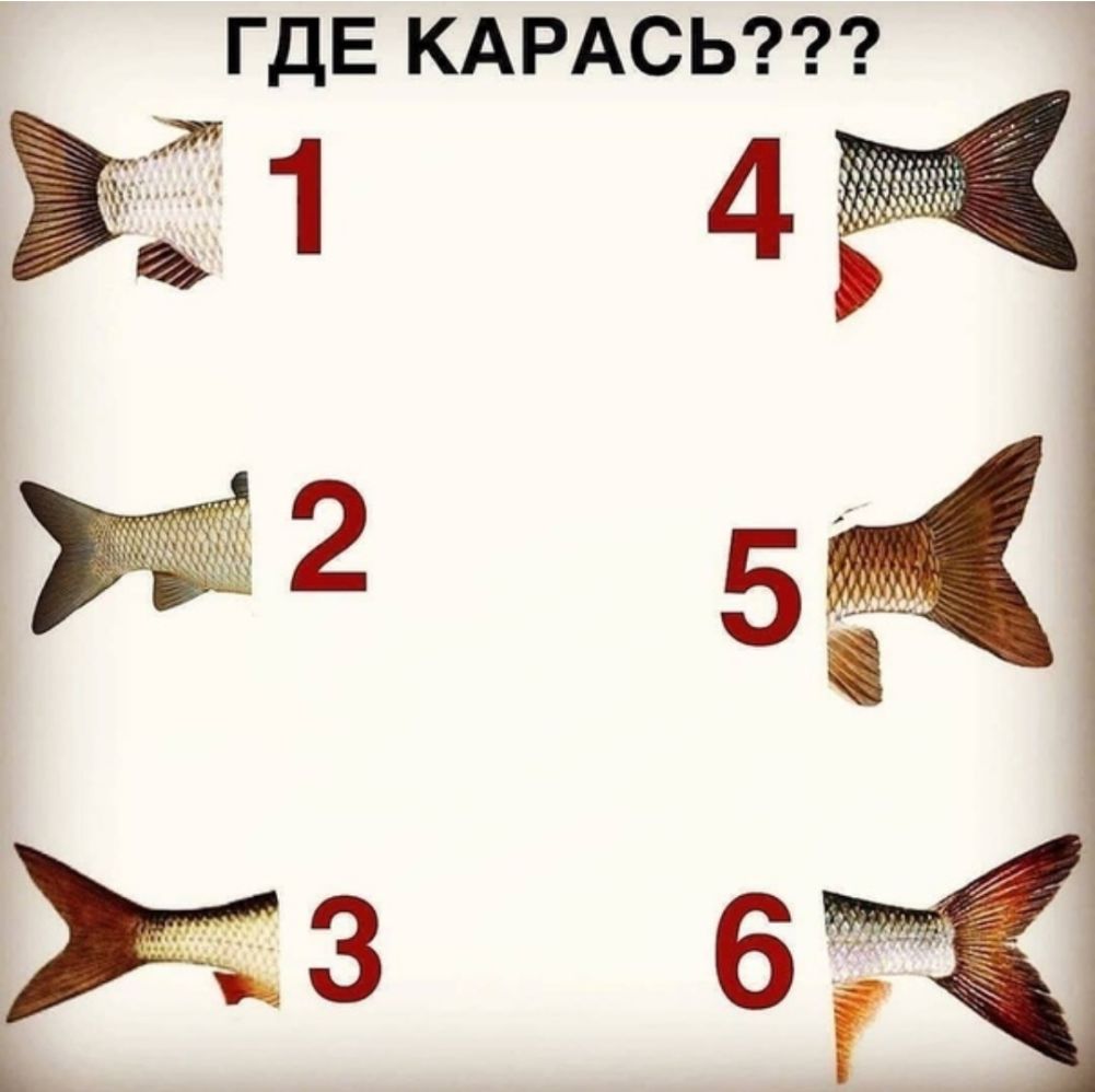 ГДЕ КАРАСЬ