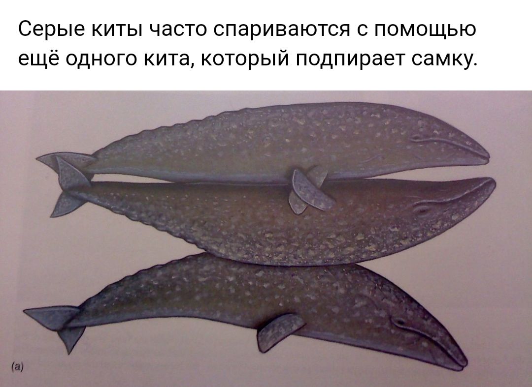 серые КИТЫ ЧдСТО СПЭРИВЭЮТСЯ С ПОМОЩЬЮ ещё ОДНОГО кита КОТОРЫЙ ПОДПИРдЭТ СЭМКУ