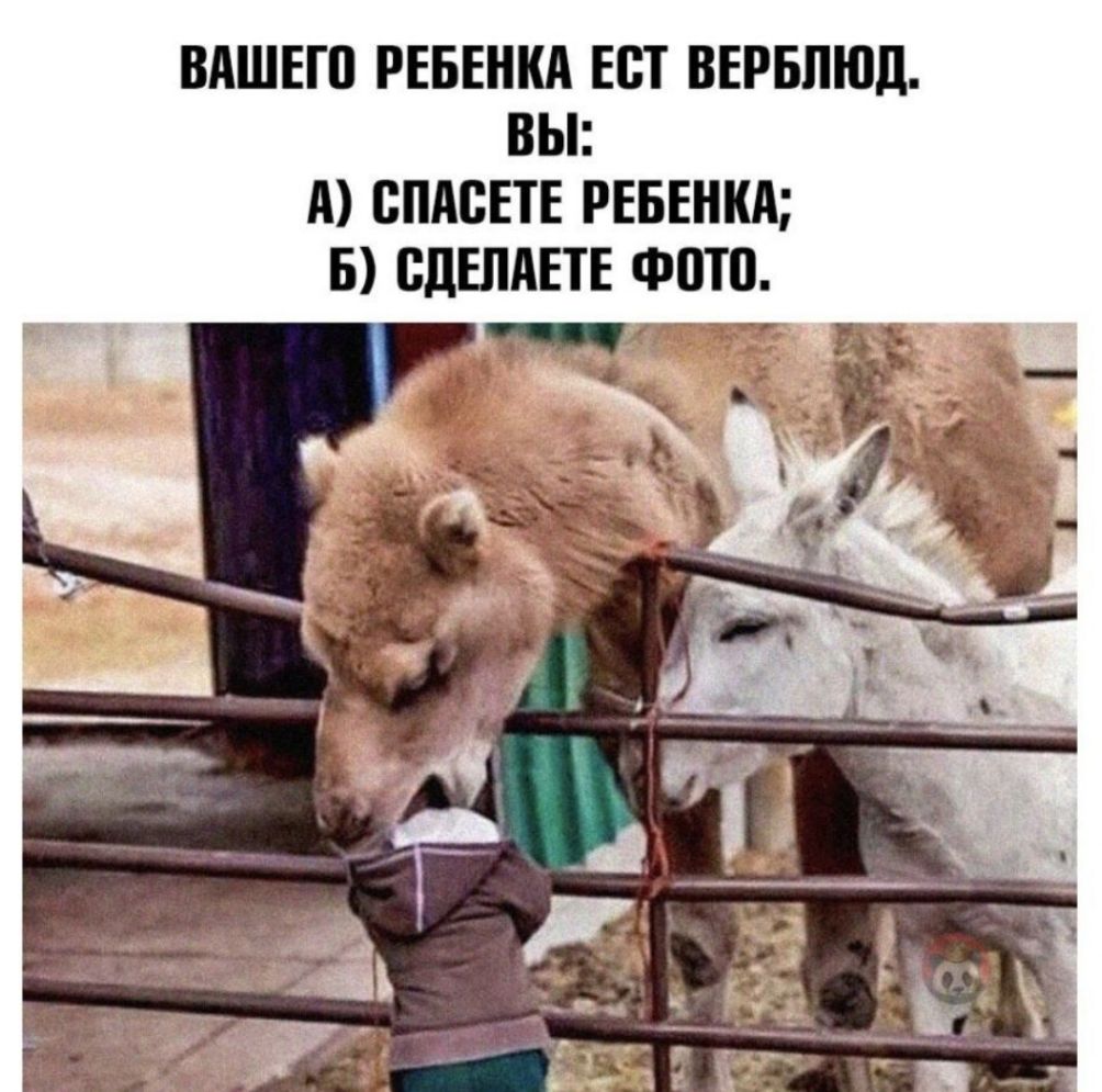 ВАШЕП РЕБЕНКА ЕСТ ВЕРБЛЮД ВЫ А ВПАВЕТЕ РЕБЕНКА Б ВдЕЛАЕТЕ ФШП Ез