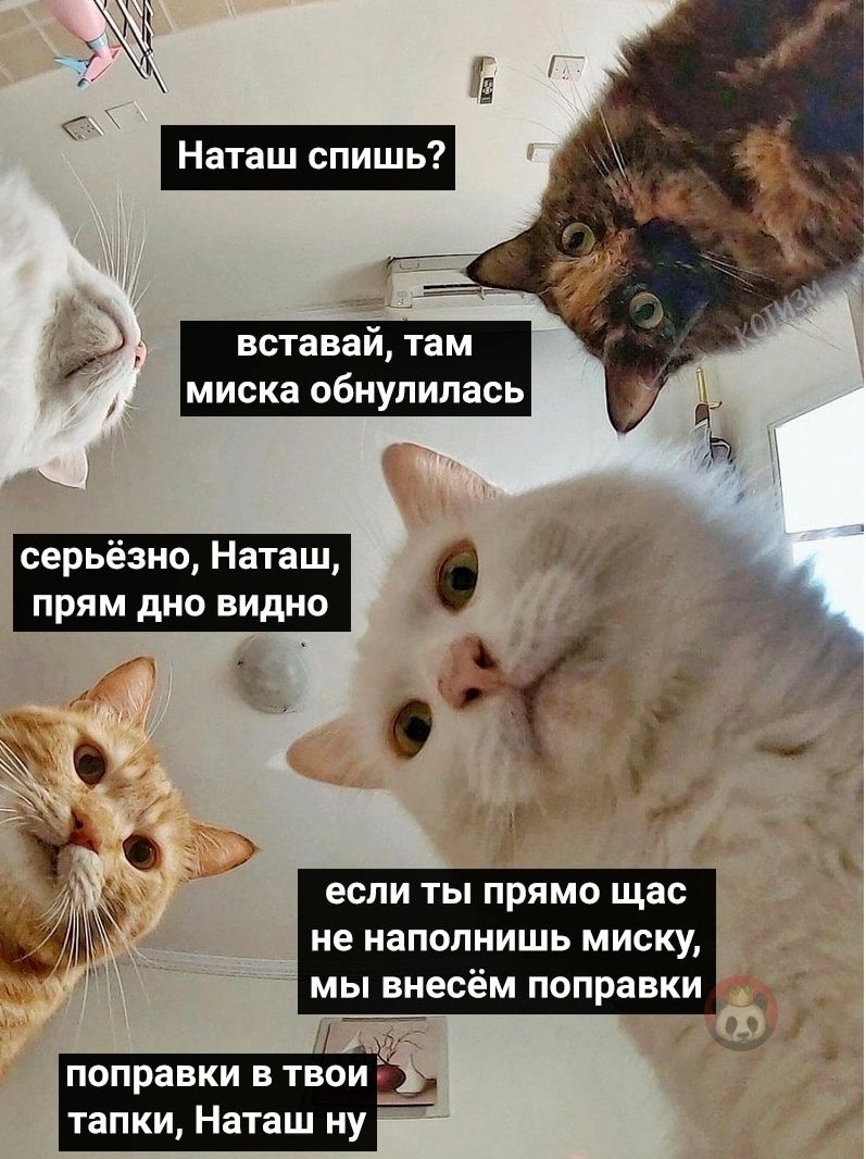 И вставай там миска обнулилась серьёзно Наташ прям дно видно 53 ё г _ б о если ты прямо щас _ не наполнишь миску мы внесём поправки поправки в твои _ тапки Наташ ну