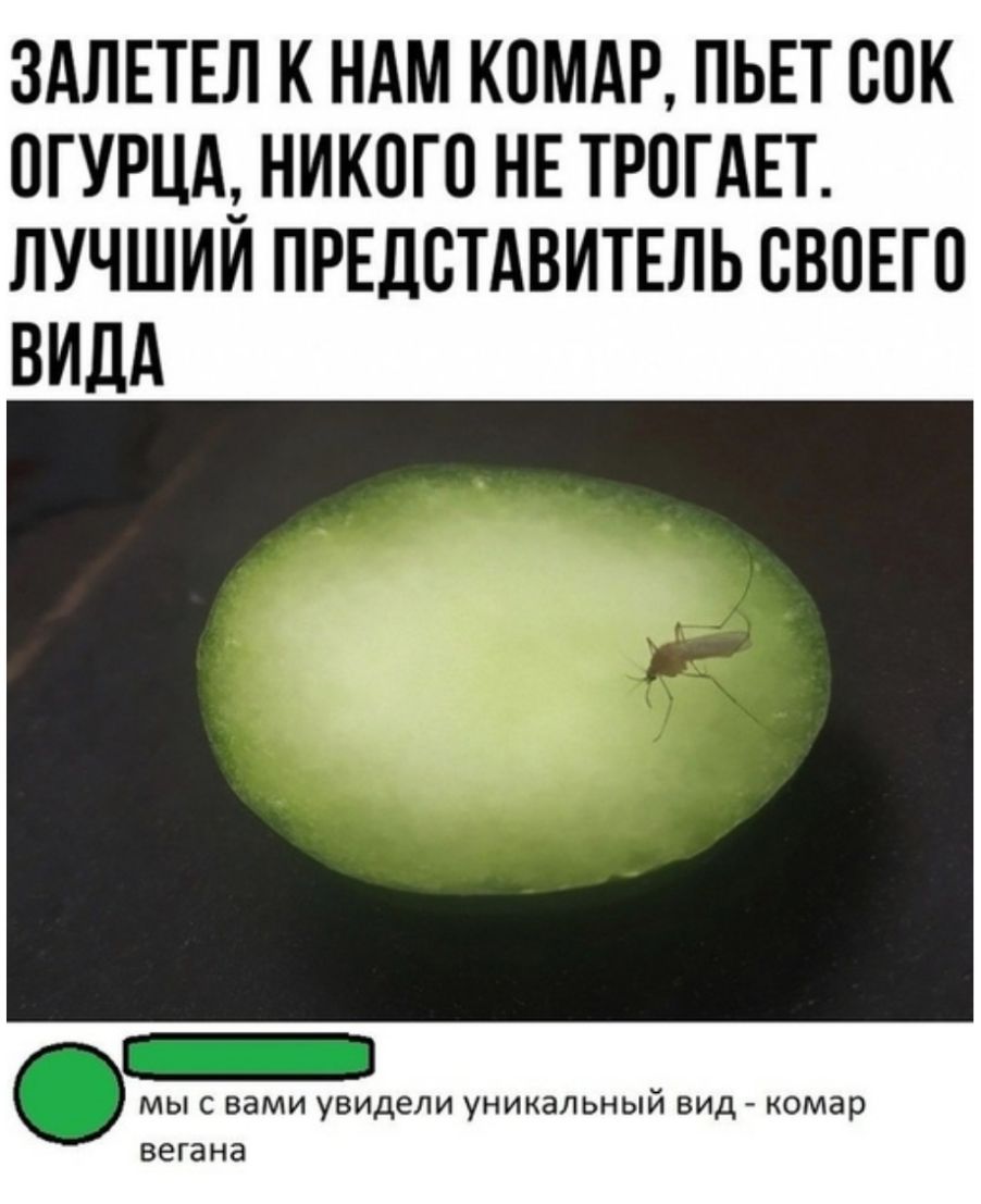 ЗАЛЕТЕЛ К НАМ КОМАР ПЬЕТ ЮК ПГУРЦАЗ НИКОГО НЕ ТРОГАЕТ ЛУЧШИИ ПРЕДСТАВИТЕЛЬ СВОЕГО ВИДА