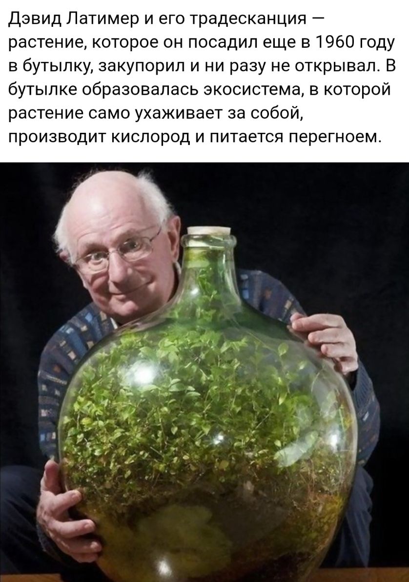 Дэвид Латимер и его традесканция растение которое он посадил еще в 1960 году в бутылку закупорил и ни разу не открывал В бутылке образовалась экосистема в которой растение само ухаживает за собой ПРОИЗВОДИТ КИСЛОРОД И ПИТЭЕТСЯ ПЕРЕГНОЕМ