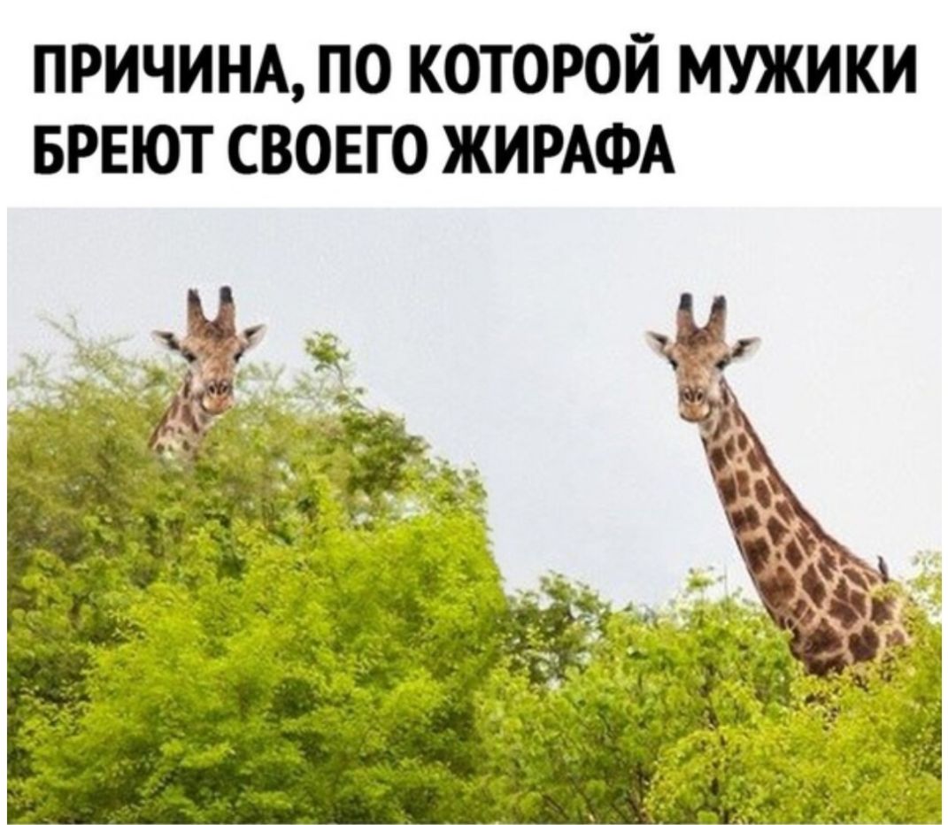ПРИЧИНА ПО КОТОРОЙ МУЖИКИ БРЕЮТ СВОЕГО ЖИРАФА
