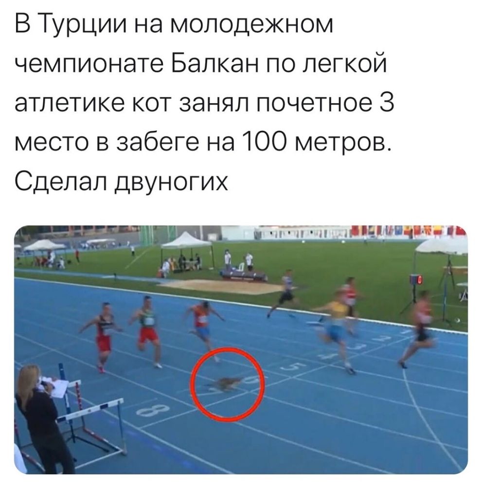 В Турции на молодежном чемпионате Балкан по легкой атлетике кот занял почетное 3 место в забеге на 100 метров Сделал двуногих