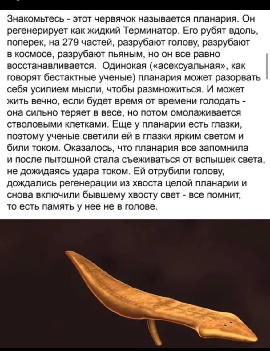Знакомьтесь этот червячок называется ппанария Он регенерирует как жидкий Терминатор Его рубят вдоль поперек на 279 частей разрубают голову разрубают в космосе разрубают пьяным но он все равно восстанавливаетсяс Одинокая асексуальная как говорят бестактные ученые ппанария может разорвать себя усилием мысли чтобы размножиться И может жить вечно если будет время от времени голодать она сильно теряет 