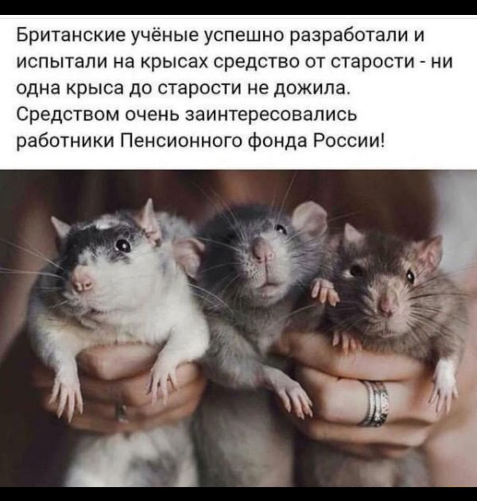 Британские учёные успешно разработали и испытали на крысах средство от старости ни одна крыса до старости не дожила Средством очень заинтересовались работники Пенсионного фонда России
