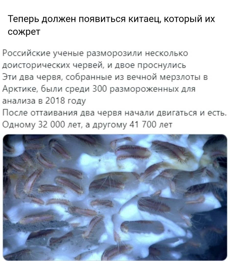 Теперь должен появиться китаец который их сожрет Российские ученые разморозили несколько доисторических червей и двое проснулись Эти два червя собранные из вечной мерзлоты в Арктике были среди 300 размороженных для анализа в 2018 году После оттаивания два червя начали двигаться и есть Одному 32 000 лет а другому 41 700 лет