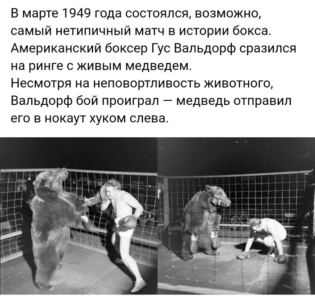 В марте 1949 года состоялся возможно самый нетипичный матч в истории бокса Американский боксер Гус Вальдорф сразился Нд ринге С ЖИВЫМ медведем Несмотря Нд НЭПОВОРТЛИВОСТЬ ЖИВОТНОГО Вальдорф бой проиграл медведь отправил ЭГО В нокаут ХУКОМ слева