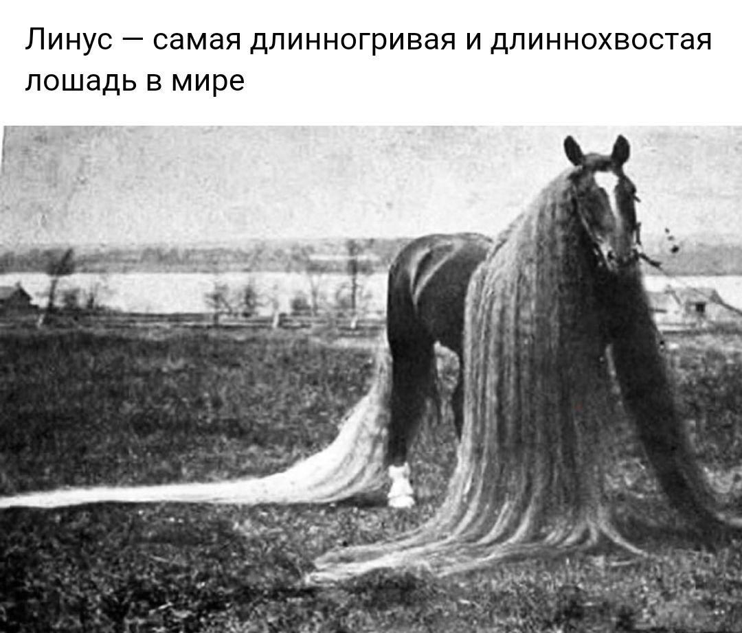 ЛИНУС _ самая длинногривая И ДЛИННОХВОСТаЯ ЛОШдДЬ В мире