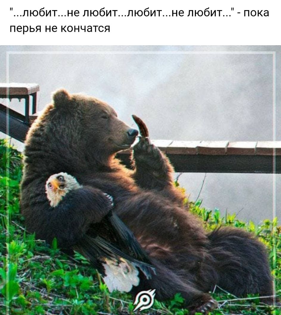 любитне любитлюбитне любит пока перья не кончатся