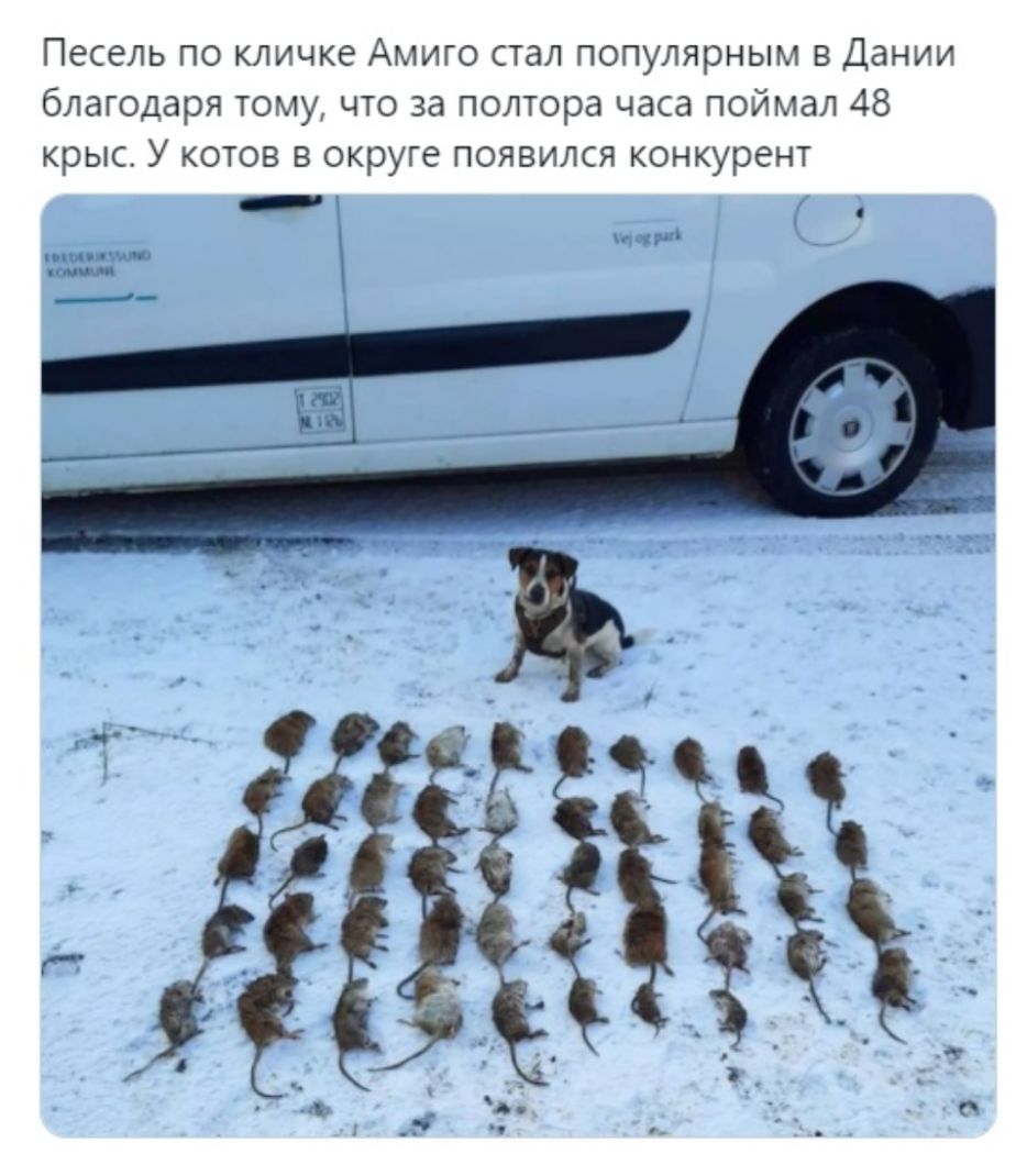 Песель по кличке Амиго стал популярным в Дании благодаря тому что за полтора часа поймал 48 крыс У котов в округе появился конкурент