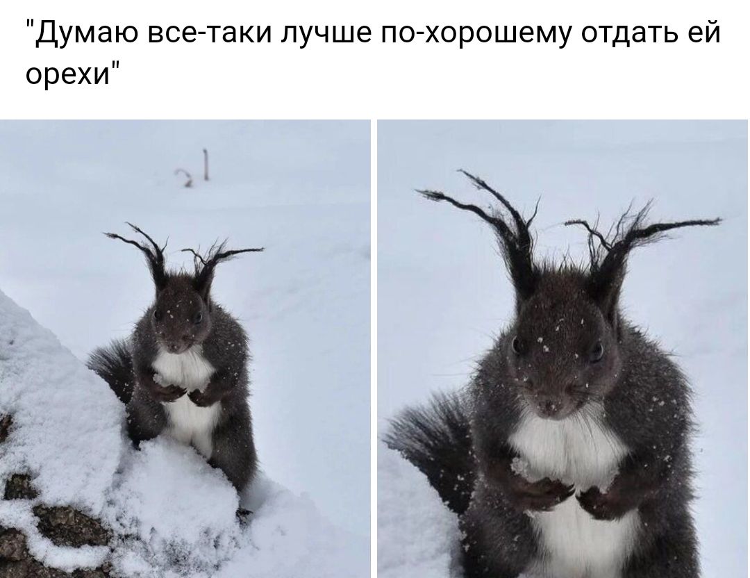 Думаю все таки лучше по хорошему отдать ей орехи