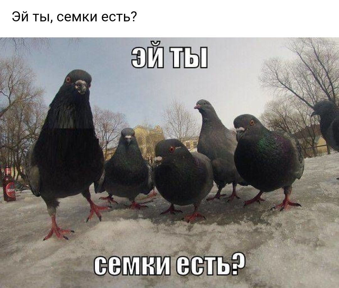 ЭЙ ты семки есть