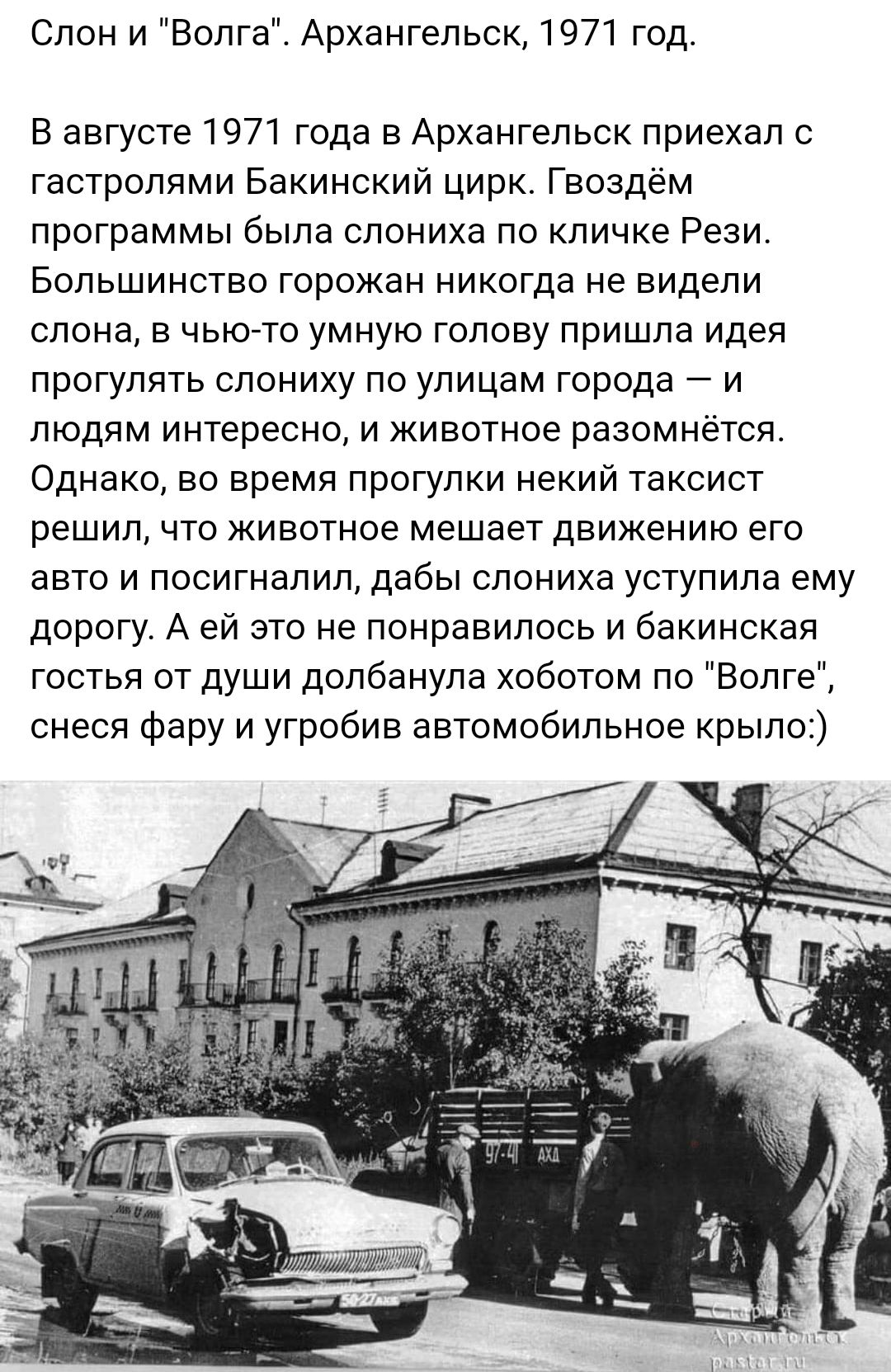 Слон и Волга Архангельск 1971 год В августе 1971 года в Архангельск приехал с гастролями Бакинский цирк Гвоздём программы была слониха по кличке Рези Большинство горожан никогда не видели слона в чью то умную голову пришла идея прогулять слониху по улицам города и людям интересно и животное разомнётся Однако во время прогулки некий таксист решил что животное мешает движению его авто и посигналил д