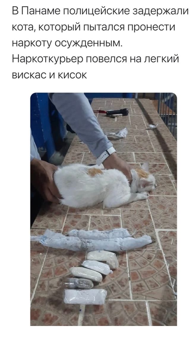 В панаме полицейские задержали кота, который пытался пронести наркоту осужденным. Наркоткурьер повелся на легкий вискас и кисок