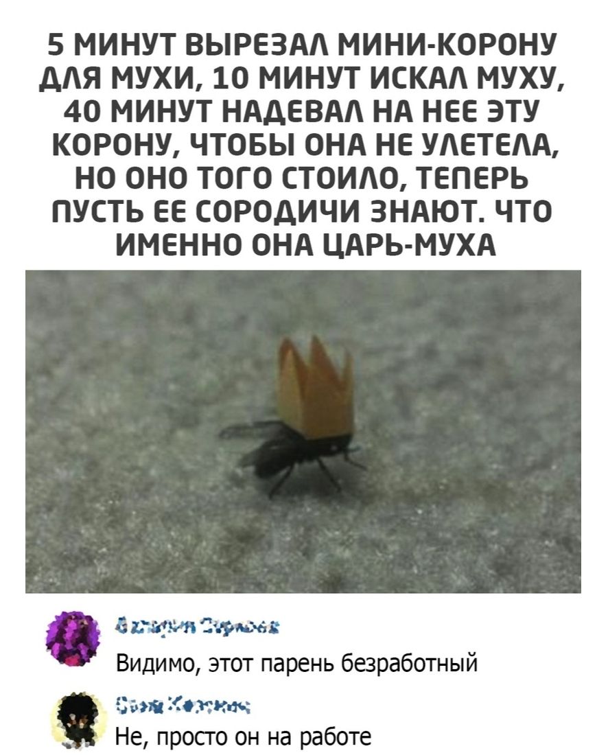 5 МИНУТ ВЫРЕЗАА МИНИ КОРОНУ дАЯ МУХИ 10 МИНУТ ИСКАА МУХУ 40 МИНУТ НАДЕВАА НА НЕЕ ЭТУ КОРОНУ ЧТОБЫ ОНА НЕ УАЕТЕАА НО ОНО ТОГО СТОИАО ТЕПЕРЬ ПУСТЬ ЕЕ СОРОДИЧИ ЗНАЮТ ЧТО ИМЕННО ОНА ЦАРЬ МУХА агавыя Стрим Видимо этот парень безработный ідьштжнкж Не просго он на работе