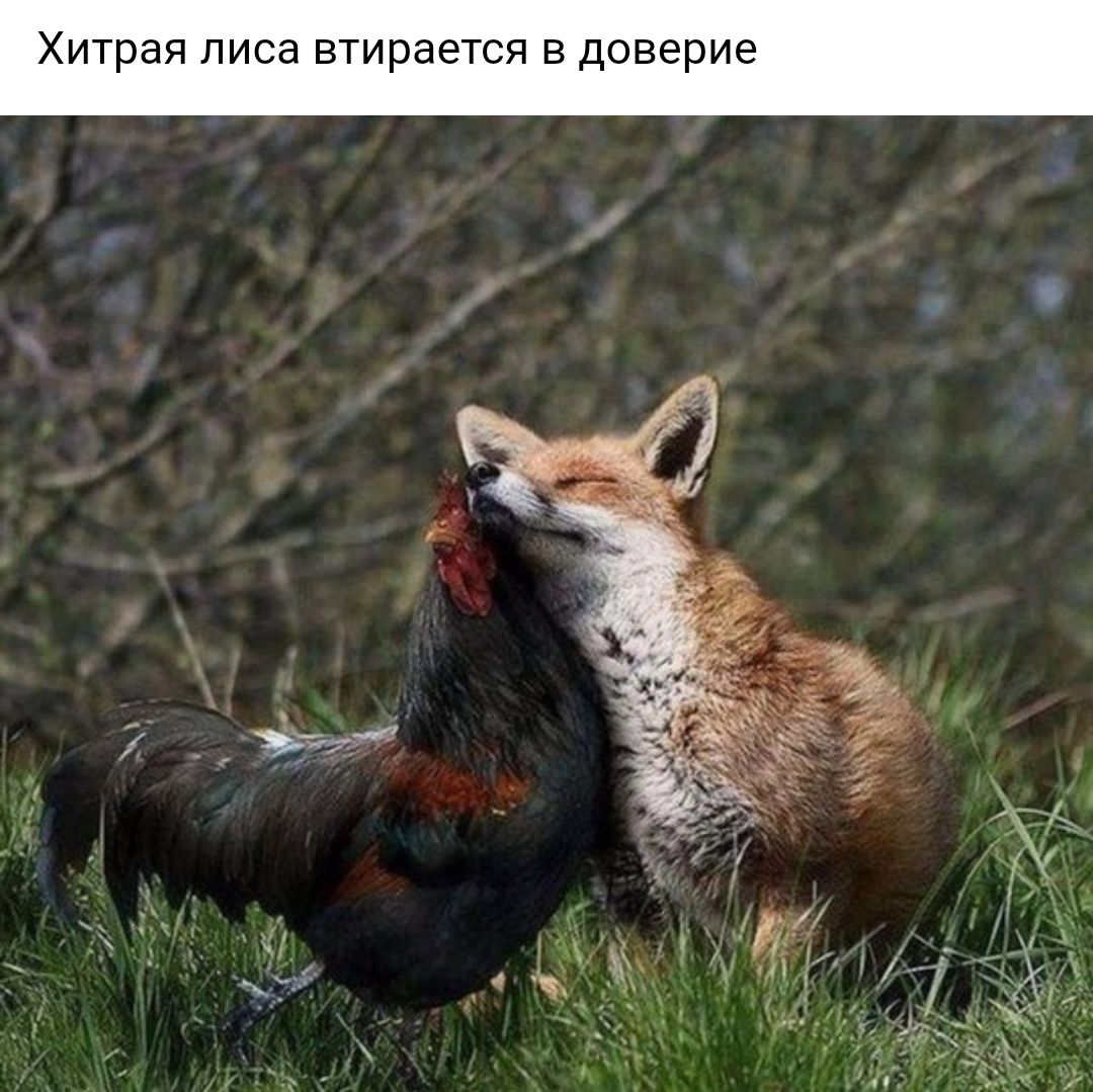 Хитрая ЛИСд втирается В Доверие