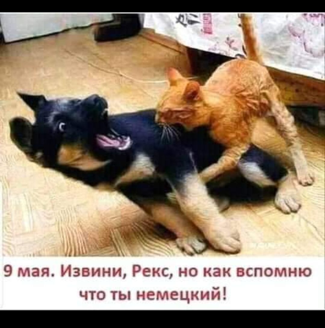 9351 Извини Рэнсдэо нэнзсполшю что ты нспецгіпй