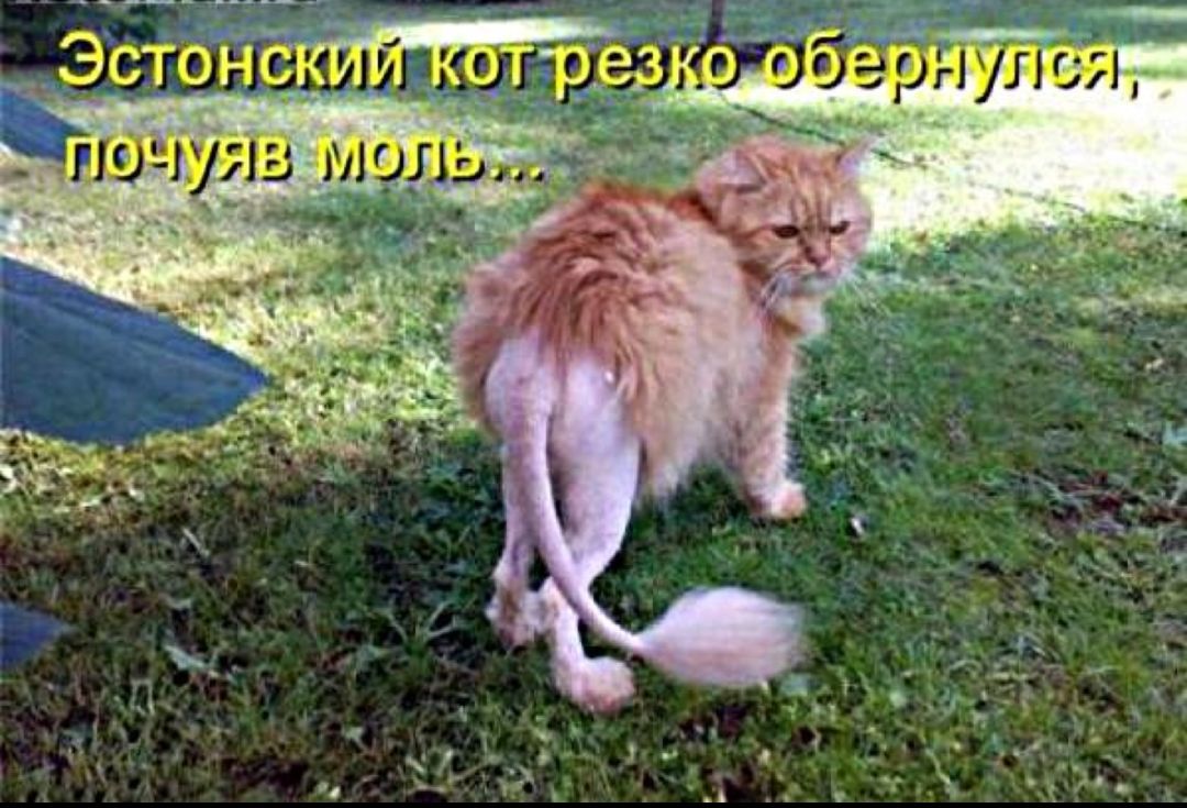 Эстой г __ гючугш мил