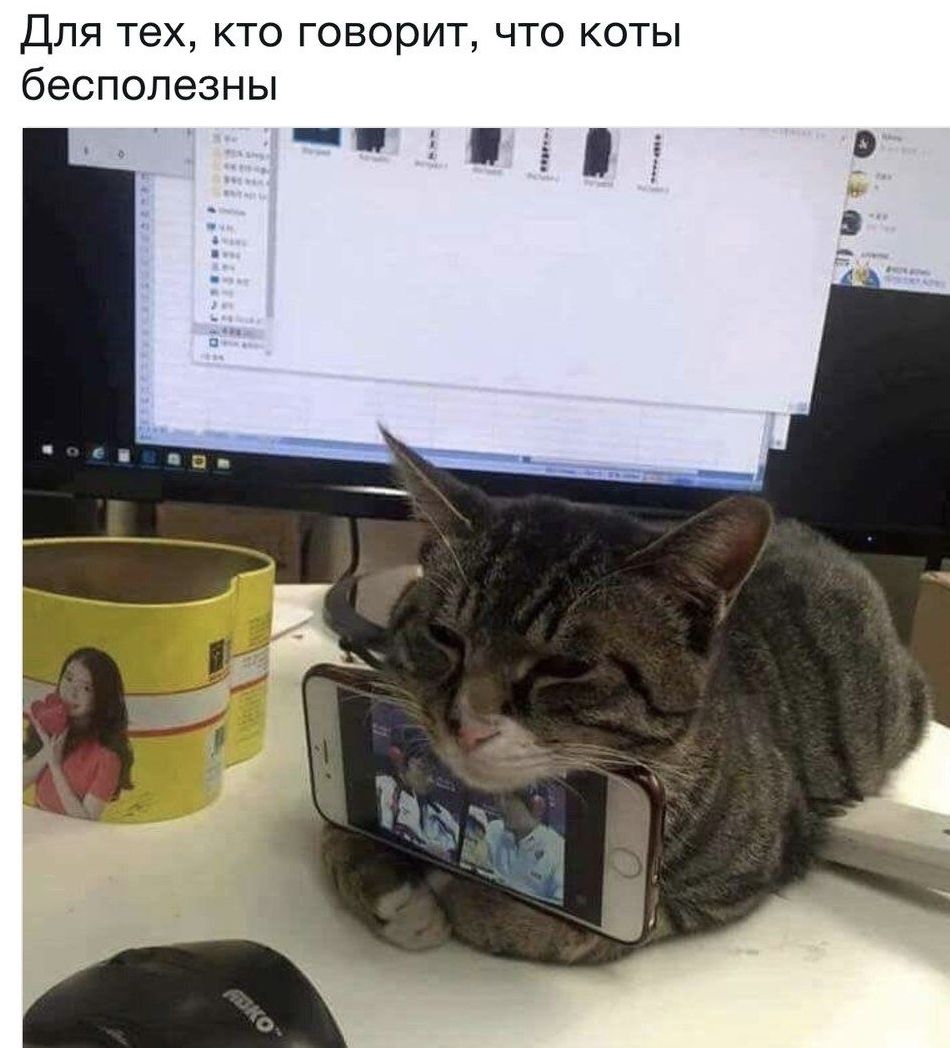 Для тех кто говорит что коты бесполезны гг