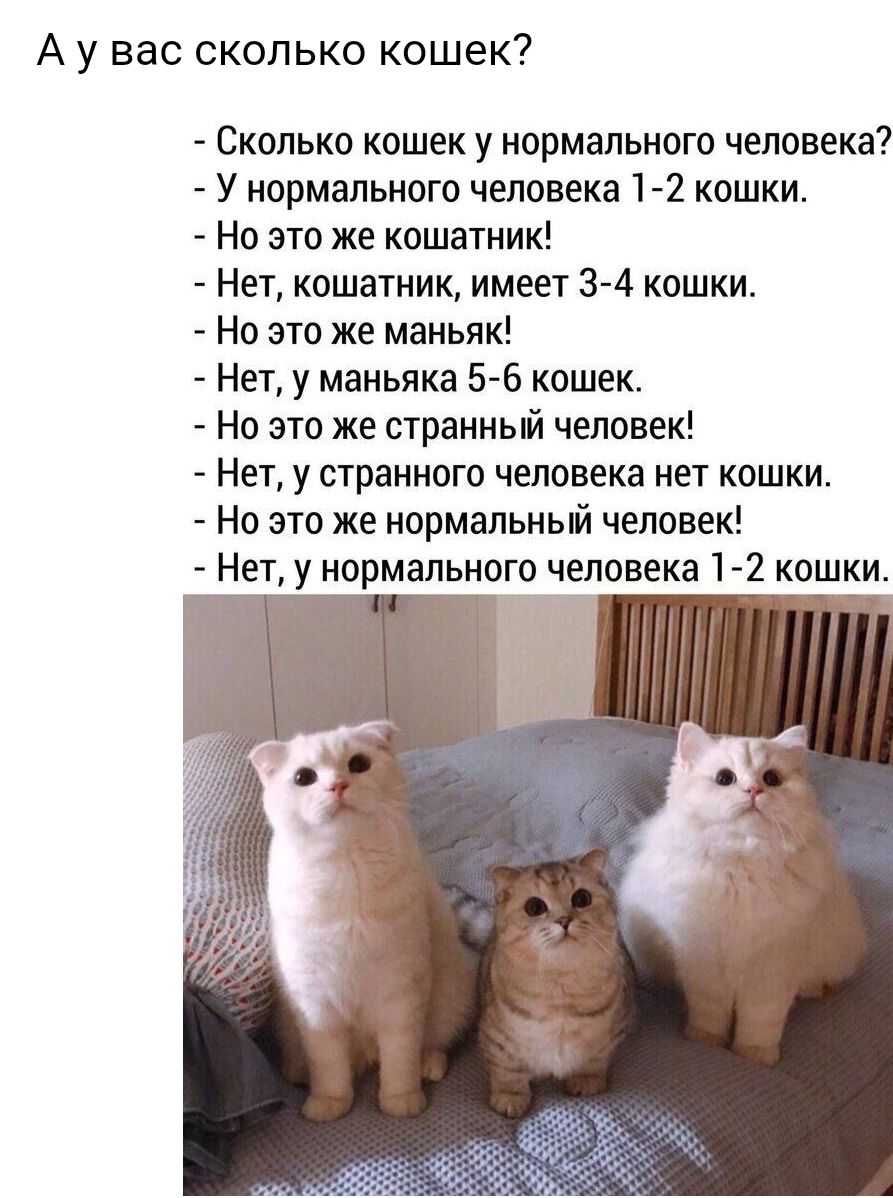 А у вас сколько кошек Сколько кошек у нормального человека У нормального человека 1 2 кошки Но это же кошатник Нет кошатник имеет 3 4 кошки Но это же маньяк Нет у маньяка 5 6 кошек Но это же странный человек Нет у странного человека нет кошки Но это же нормальный человек Нет у нормального человека 1 2 кошки